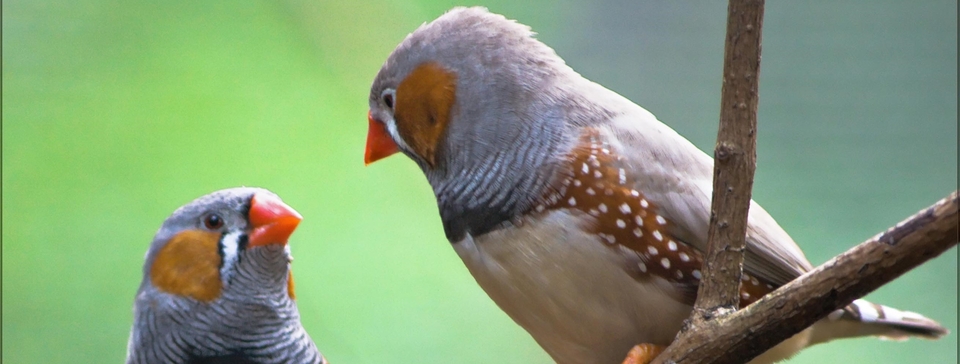 How Birds Plan their Tweets?