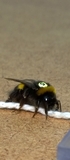 Social Learning of String-Pulling in the Bumblebee
